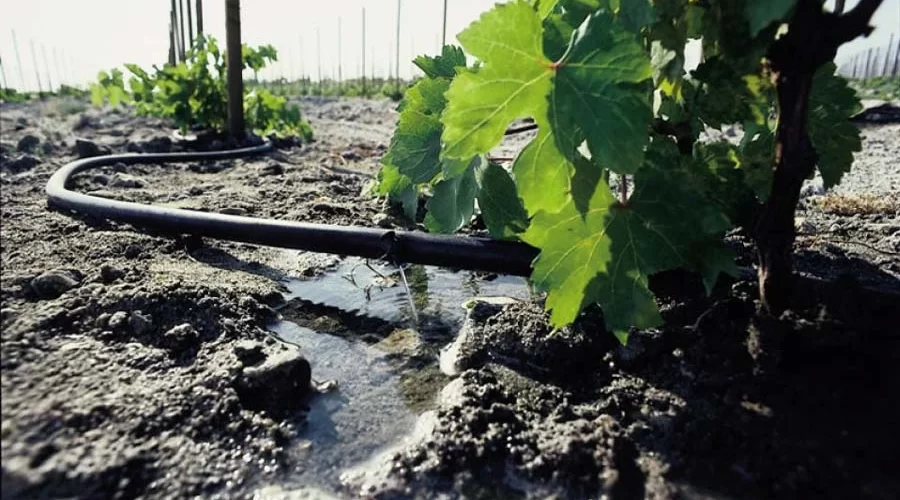 Water Conservation Techniques for Somali Farms
